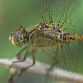 Dragonfly-