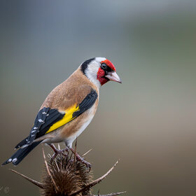 Лучшие фото животных. Подозрительность (9)