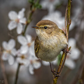 Лучшие фото животных. Весенняя теньковка (9)