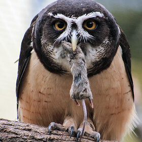 Лучшие фото животных. Совушка с мышкой (9)