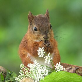 Фотографии животных. ...