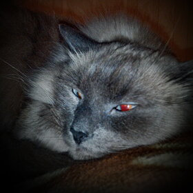 Новые фото животных. Домашние животные