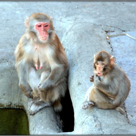 Случайные фото животных. Мать и сын