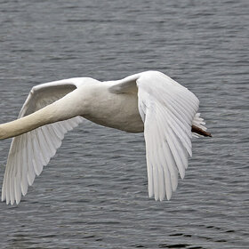 Новые фото животных. Лебедь