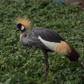 Лучшие фото животных. Птица (8)