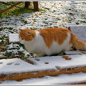 Лучшие фото животных. По первому снегу (7)