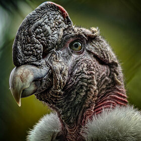 Лучшие фото животных. Орел (9)