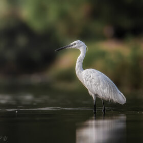 Фотографии животных. На утренней охоте