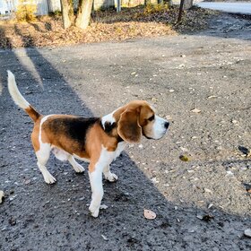 Фото животных. Бегает без присмотра