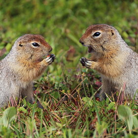 Лучшие фото животных. Приятного аппетита , дорогая . (8)