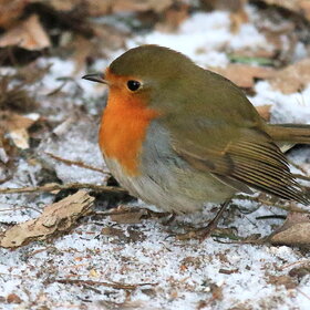 Лучшие фото животных. Малиновка. (8)