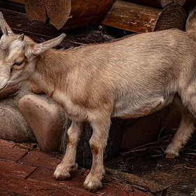 Лучшие фото животных. Козленок (7)