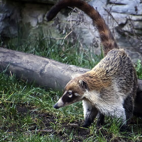 Лучшие фото животных. Обыкновенная носуха (8)