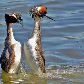 Лучшие фото животных. дарю тебе букет (9)