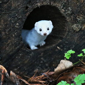 Лучшие фото животных. Ласка. (10)