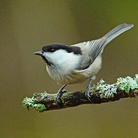 Новые фото животных. Пухляк