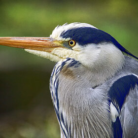 Новые фото животных. Остроносый портретик