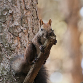 Лучшие фото животных. Фото животных (7)