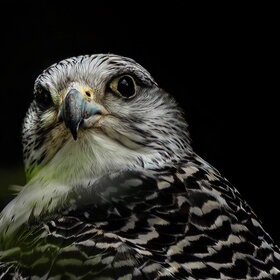 Лучшие фото животных. * (8)