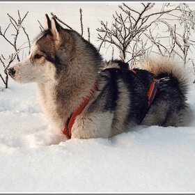 Лучшие фото животных. В родной стихии (11)