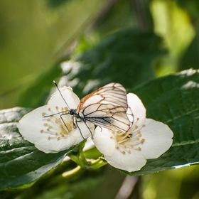 Случайные фото животных. Макро