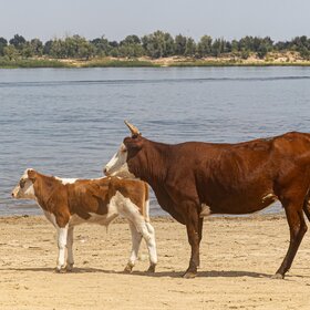 Лучшие фото животных. Коровы в Никольском (8)