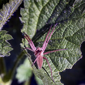 Лучшие фото животных. ******** (7)