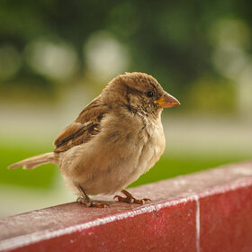 Фотографии животных. Воробушек