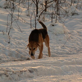 Лучшие фото животных. Вечерней тропой в поисках пищи (9)