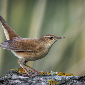 Фотографии животных. Я здесь живу!