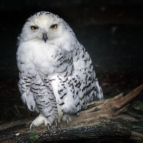 Лучшие фото животных. Белая сова (10)