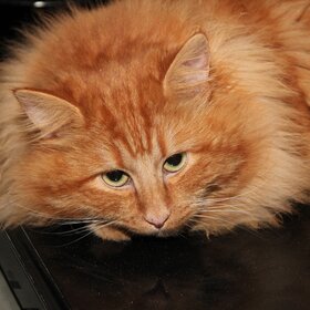 Лучшие фото животных. Не трожь меня, старушка, я в печали... (9)