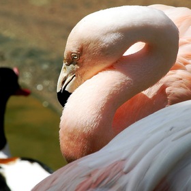 Случайные фото животных.