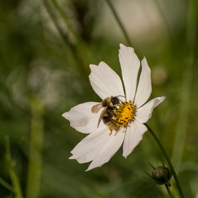 Случайные фото животных. Природа