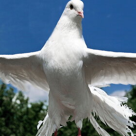 Лучшие фото животных. Мир - вашему дому !!! (8)