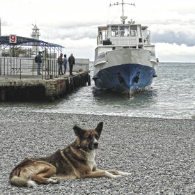 Лучшие фото животных. ожидание (9)