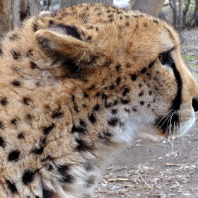  - Acinonyx jubatus- Cheetah