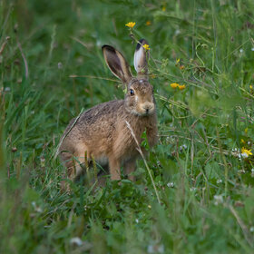 Фотографии животных. Длинноухий заяц