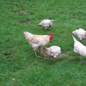 Случайные фото животных. Домашние животные