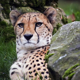 Лучшие фото животных. Прилег отдохнуть (8)