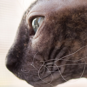 Случайные фото животных. Сфинкс