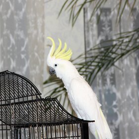 Новые фото животных. ДАВАЙ СПОЕМ.