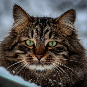 Лучшие фото животных. Черныш (9)