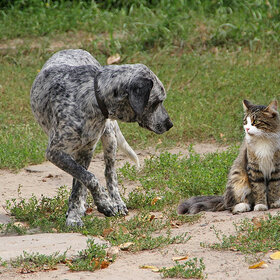 Случайные фото животных. Дай лапу