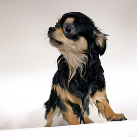 Новые фото животных. Купаемся...