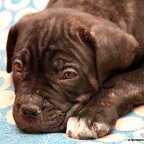 Лучшие фото животных. Скучаю по маме. (10)