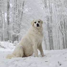 Лучшие фото животных. Алита в роли фотомодели (10)