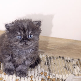 Лучшие фото животных. Tabby котёнок. (6)