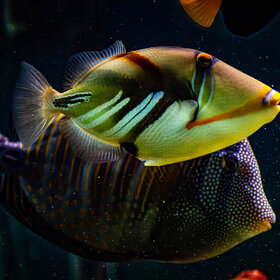 Новые фото животных. *