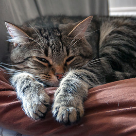 Случайные фото животных. Кошки нашего дома